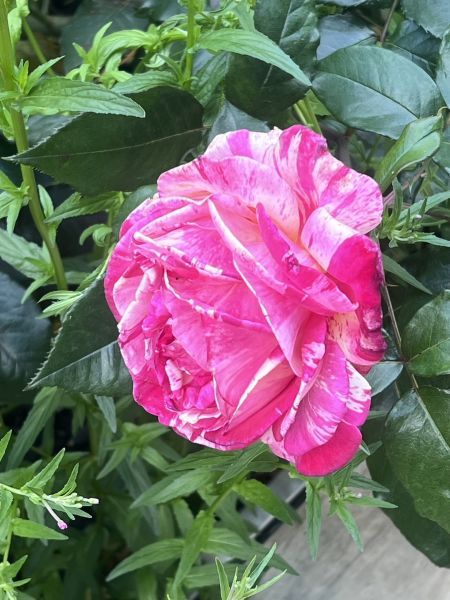Rosenblüte